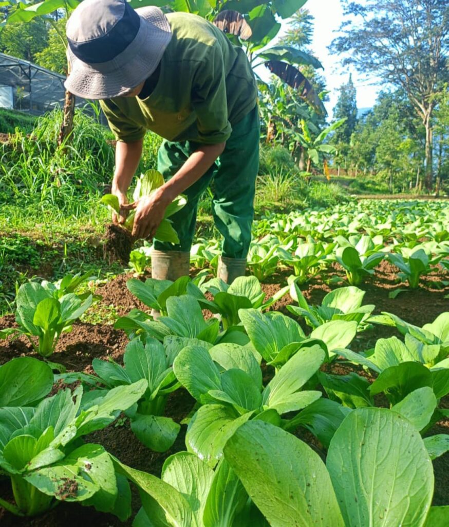 sayer-kendal-nara-kupu-village